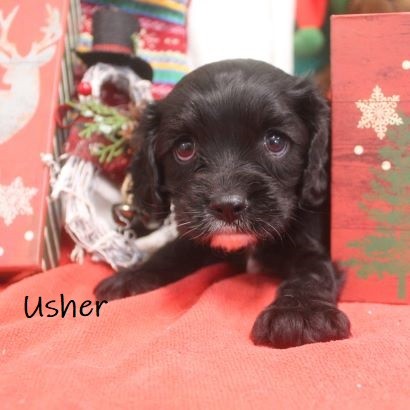 puppy, for, sale, Cockilier, Joe & Cherri  Overlease, dog, breeder, Miller, MO, dog-breeder, puppy-for-sale, forsale, nearby, find, puppyfind, locator, puppylocator, aca